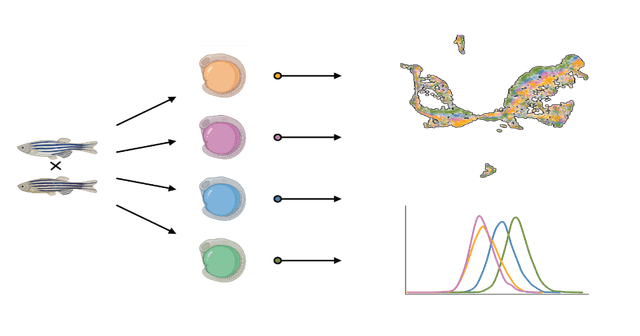 Gene expression variability across sibling embryos. 