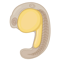 zebrafish embryo,  19 hpf, 20 somites