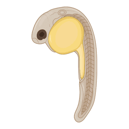 zebrafish embryo,  1 dpf, 30 somites 
