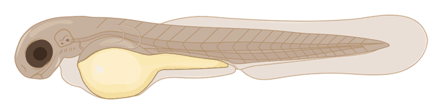 zebrafish embryo,  2 dpf, Larva