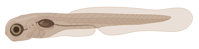 zebrafish embryo,  5 dpf, Larva